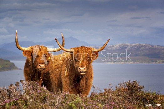 Picture of Scottish Cow IV